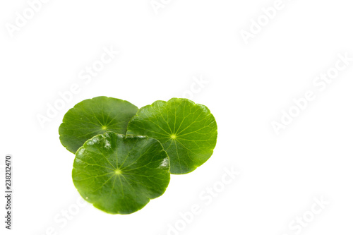 Gotu kola Close up