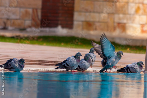 pigeons drinking water from pool and bathing