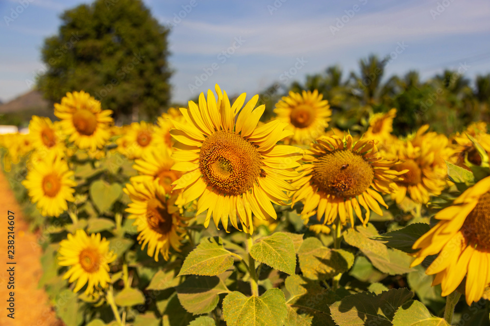 Fototapeta premium Sunflower field landscape.