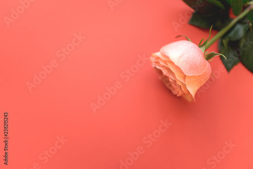 Rose flower on a plain background.