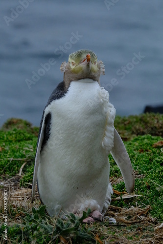 Yellow Eyed Penguin, South Island, New Zealand