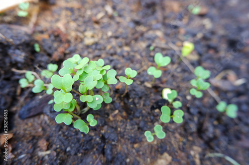 Seedlings are growing from soil in the garden.