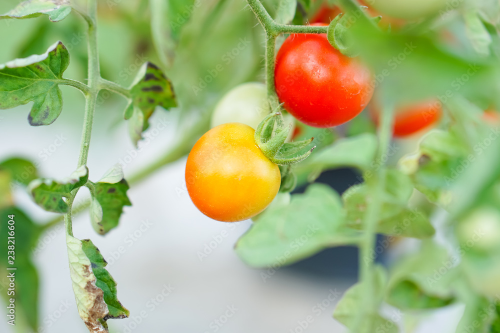 Red and Orange Currant Tomato in the kitchen garden. Red and Orange Currant Tomato in the kitchen garden.