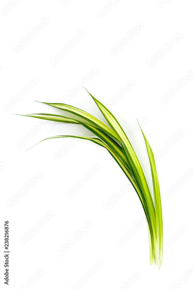 White-striped Pandanus Close up White-striped Pandanus Close up