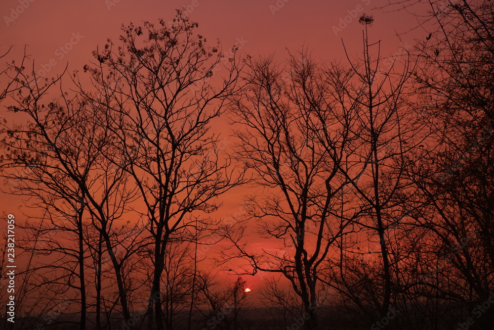 silhouette of trees on colorful sun set