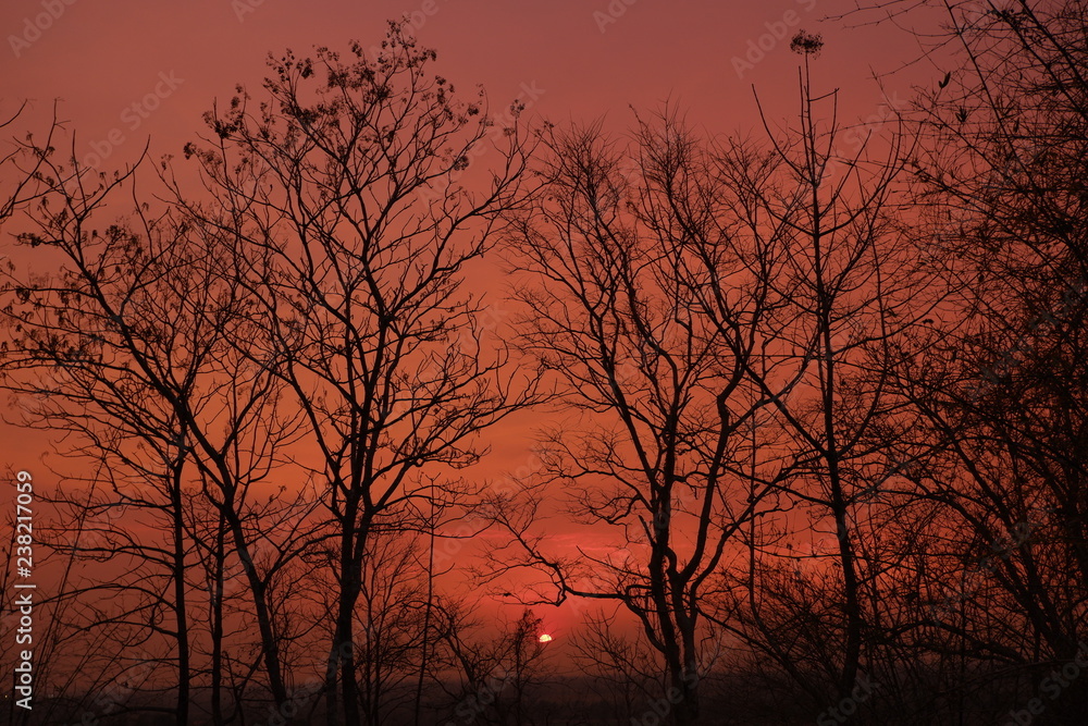 silhouette of trees on colorful sun set silhouette of trees on colorful sun set