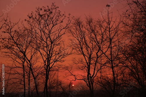 silhouette of trees on colorful sun set