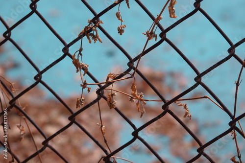 dry leaf on wire mesh