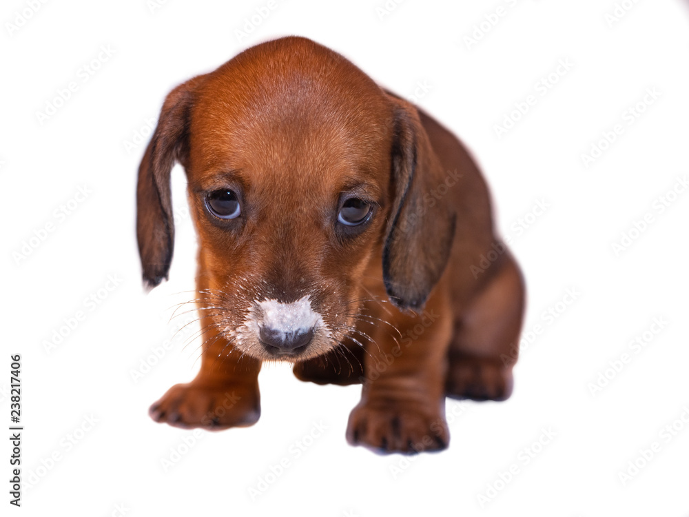The puppy is a smooth brown-colored dachshund with long ears and large dark eyes with traces of milk on the nose and ears.