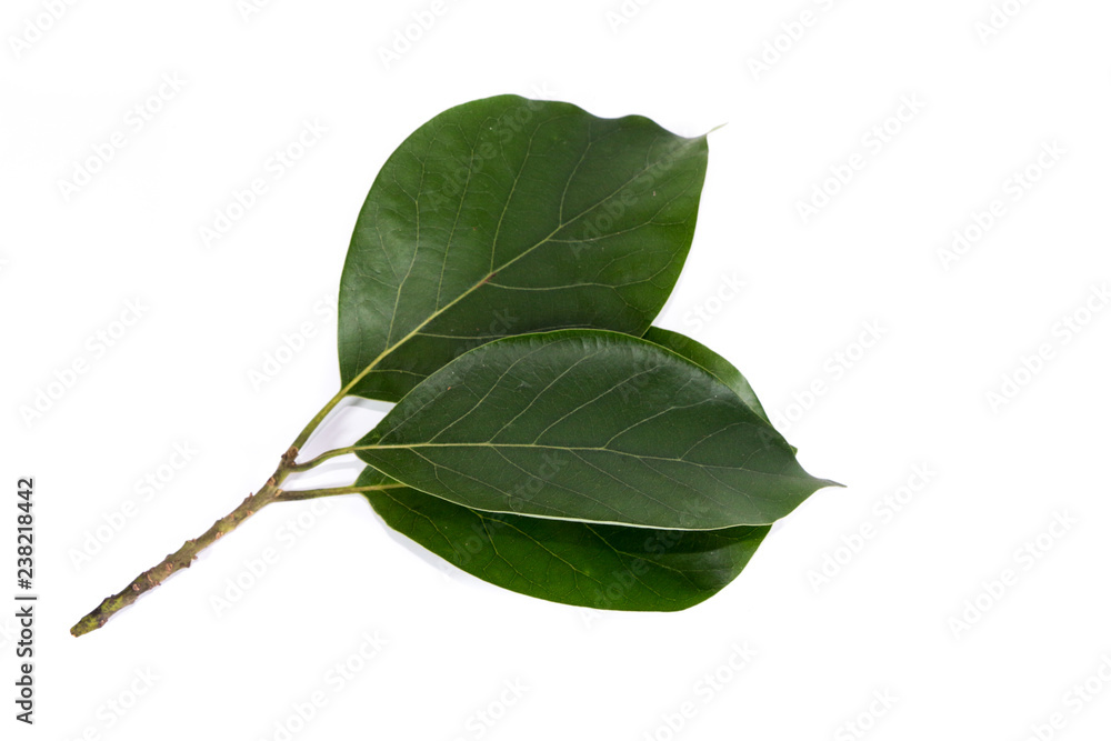 Fototapeta premium Leaf Avocado Close up