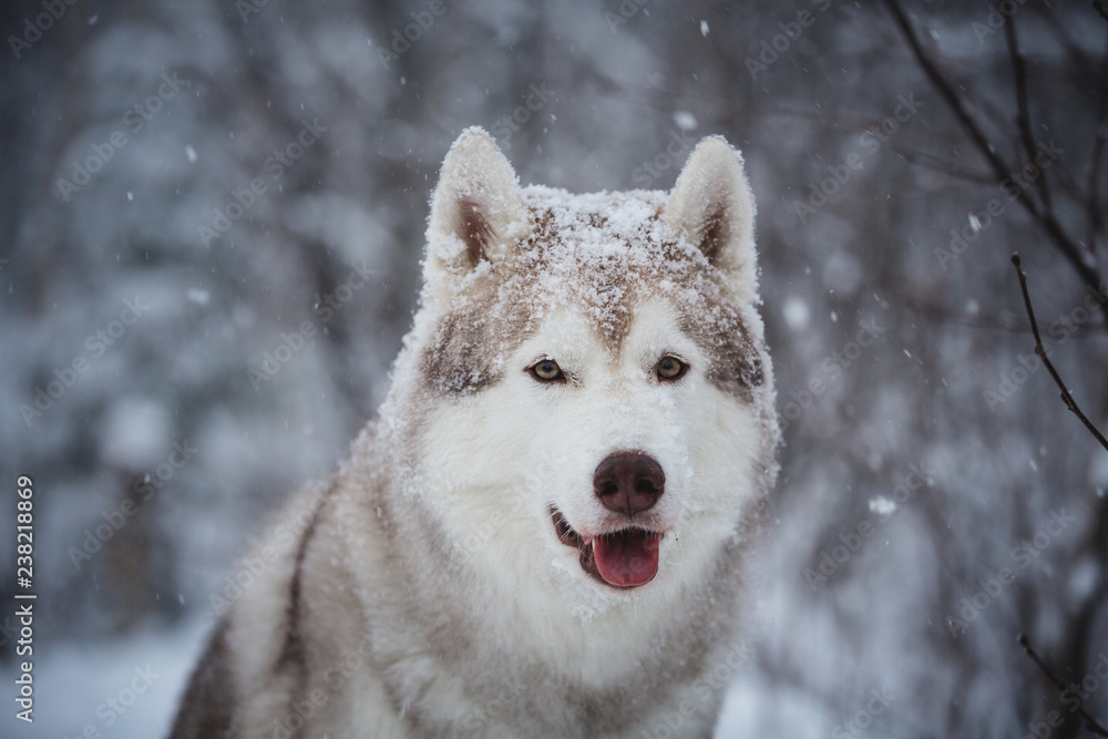 Close-up Portrait of gorgeous and happy Siberian Husky dog sitting on the snow in the mysterious dark forest in winter Close-up Portrait of gorgeous and happy Siberian Husky dog sitting on the snow in the mysterious dark forest in winter