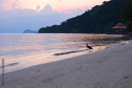 Sunrise beautiful scene that  birds on the beach on the white sand beach . with beautiful sea at Koh Wai island, Trat province, Thailand