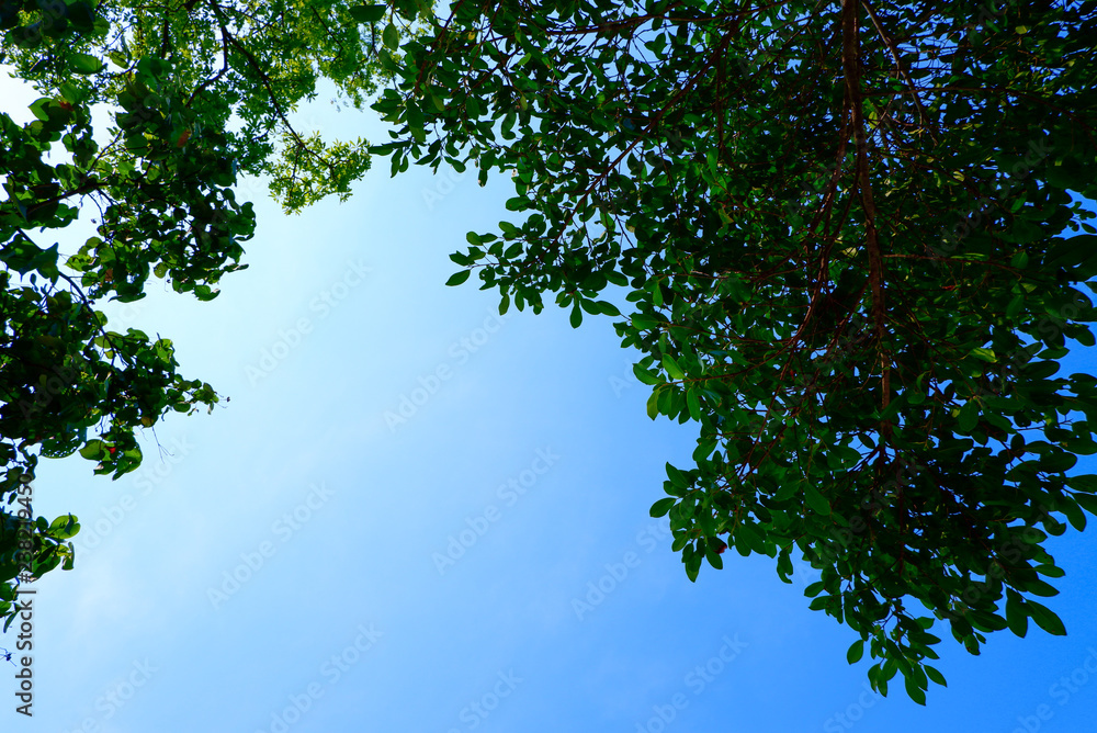 Fototapeta premium up view of tall trees, green forest and sky