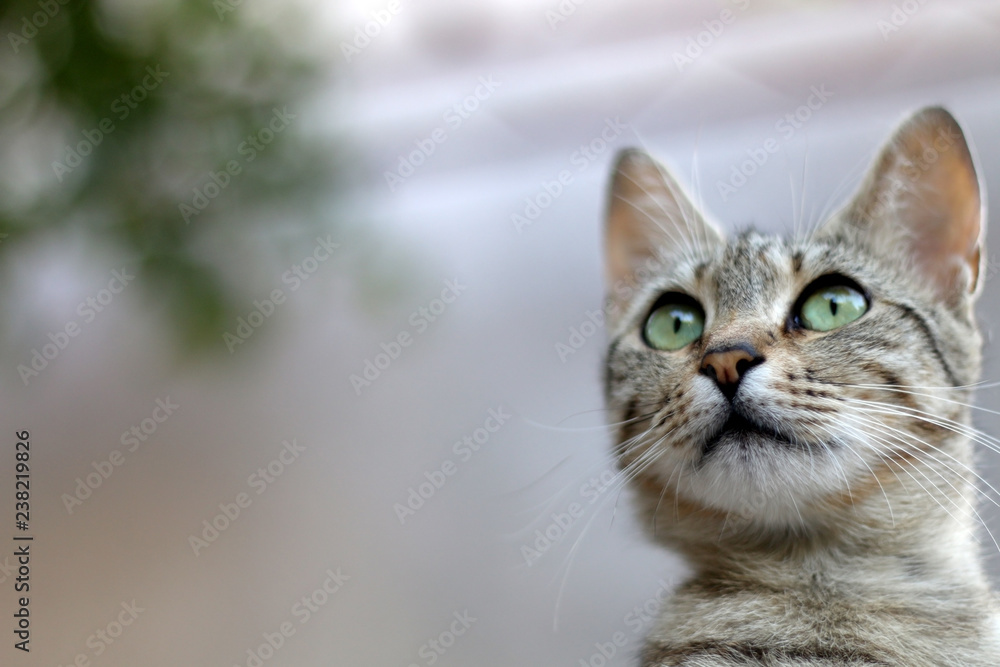 Fototapeta premium Cute tabby cat sitting outdoor. Selective focus.