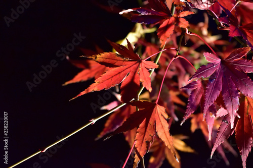 六義園紅葉ライトアップ(Light up Red leaves at Rikugien) photo