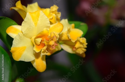 Hybrid yellow Cattleya orchid flower in garden