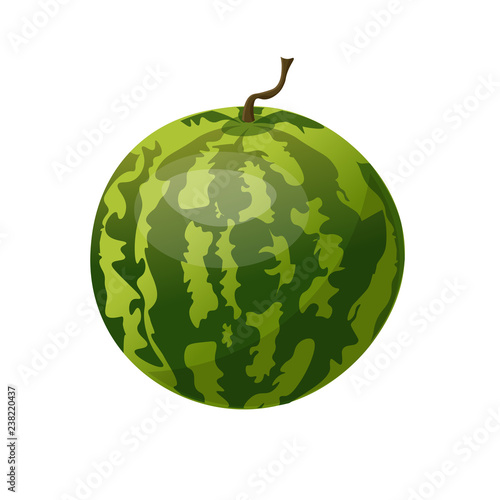 Whole watermelon vector