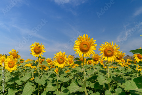 Sunflowers field farm with blue sky