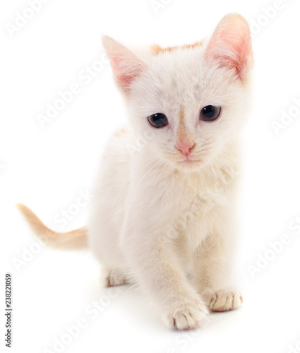 Smal white kitten .