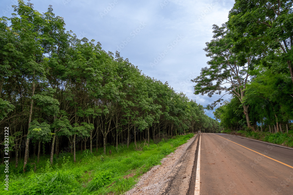 Rural road with lush green trees, rubber trees Both sides of the road ,a fresh feeling.