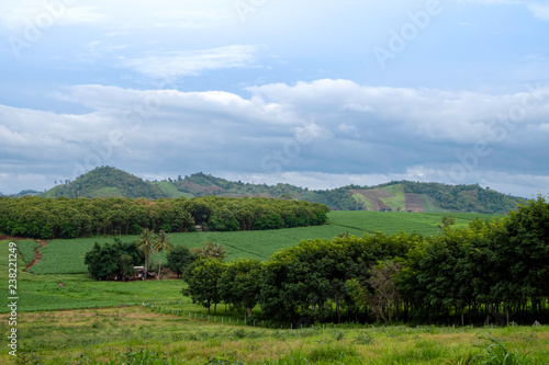 The scenery in the countryside is a corn field and rubber plantation with beautiful blue sky.