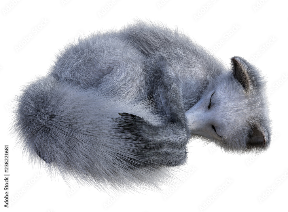 Obraz premium Arctic fox taking a nap, isolated on white background. 3d rendering