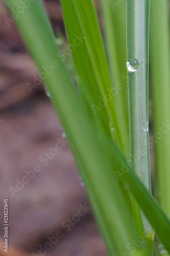 Close-up of green grass with dew drops. For the nature background
