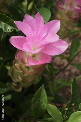 Close up, beautiful pink flowers of the early Curcuma sessilis for natural background. © Chidpan