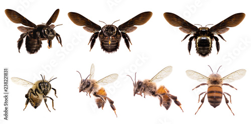 various bees on white background