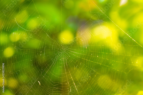 Close-up of Spider web (cobweb) with beautiful pattern on nature background.