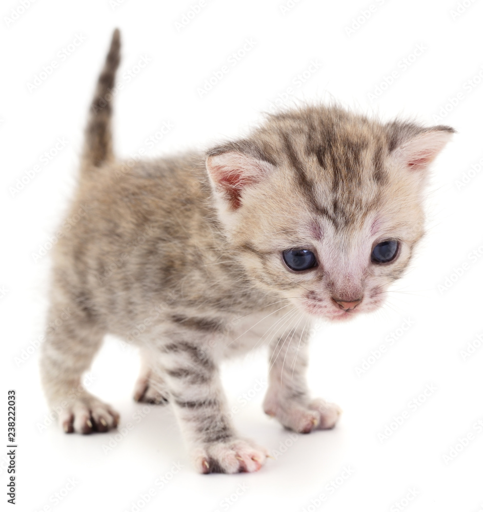 Obraz premium Small gray kitten .