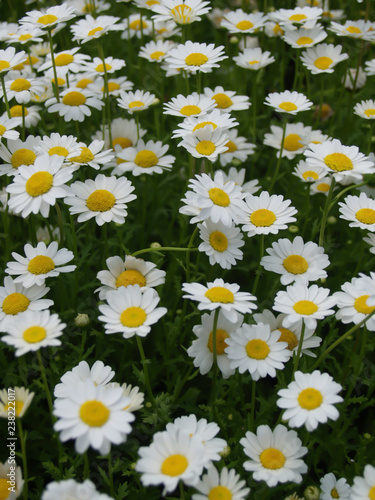 A beautiful White mum flowers bloom in the field. For the natural background © Chidpan
