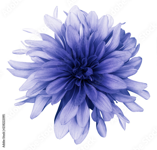 Blue dahlia  flower white  background isolated  with clipping path. Closeup. For design. Nature. © nadezhda F