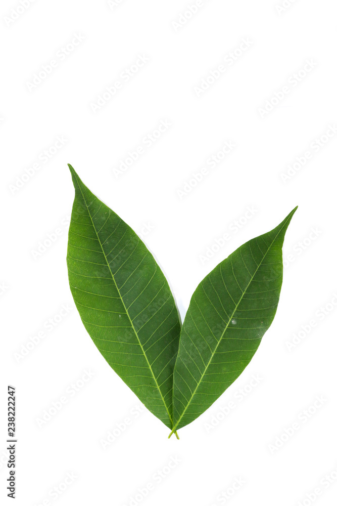 Leaf Hevea brasiliensis Close up Leaf Hevea brasiliensis Close up