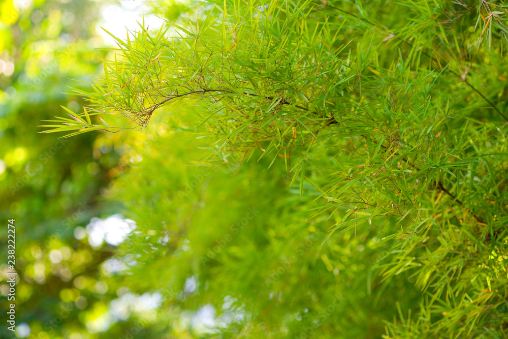 Top leaves of bright green bamboo, background blurred. Top leaves of bright green bamboo, background blurred.