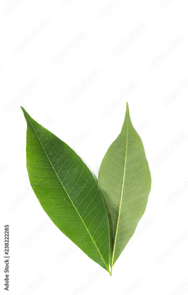 Leaf Hevea brasiliensis Close up Leaf Hevea brasiliensis Close up