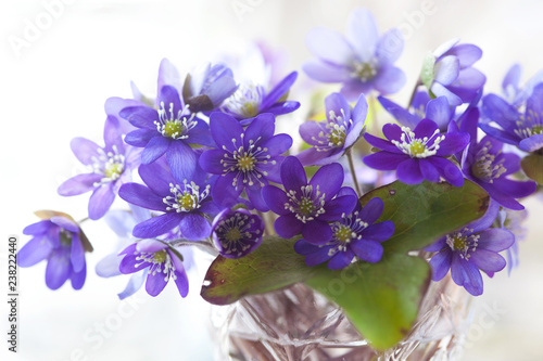 Fototapeta Naklejka Na Ścianę i Meble -  A bouquet of blue anemone hepatica flowers in a vase, blur, close-up