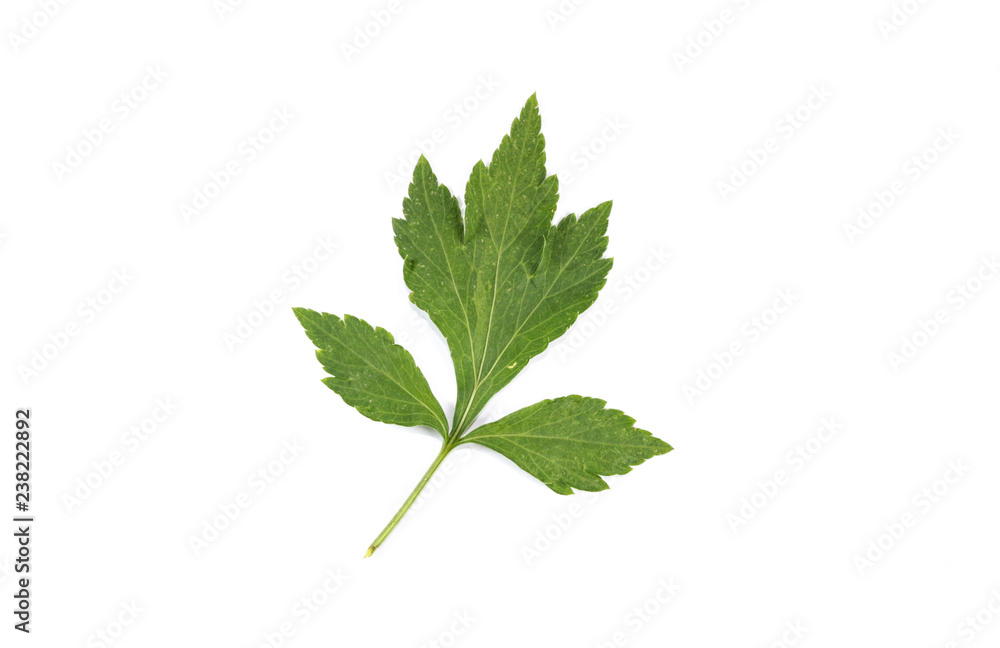 White Mugwort Close up White Mugwort Close up