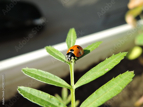 Ladybug crawling on a green leaf on the city balcony.