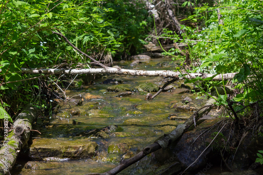 mountain stream in the forest mountain stream in the forest