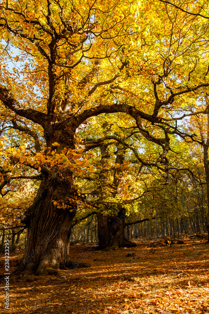 Obraz premium Castaño