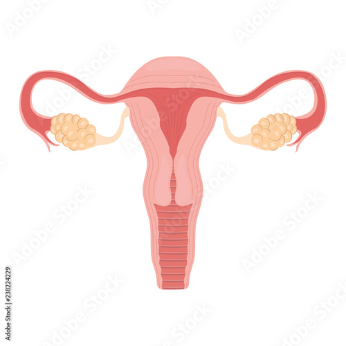 Human anatomy Female reproductive system, female reproductive organs. Organs location scheme uterus, cervix, ovary, fallopian tube icon. Vector illustration. photo