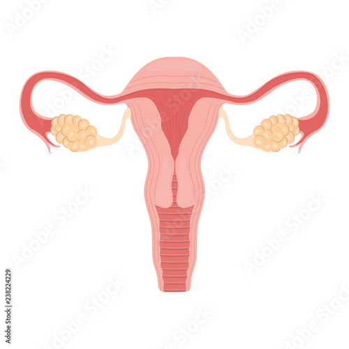 Human anatomy Female reproductive system, female reproductive organs. Organs location scheme uterus, cervix, ovary, fallopian tube icon. Vector illustration.