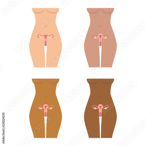 Human anatomy Female reproductive system, female reproductive organs. Organs location scheme uterus, cervix, ovary, fallopian tube icon. Vector illustration.