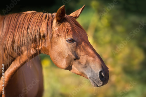 Red horse portrait with green summer background