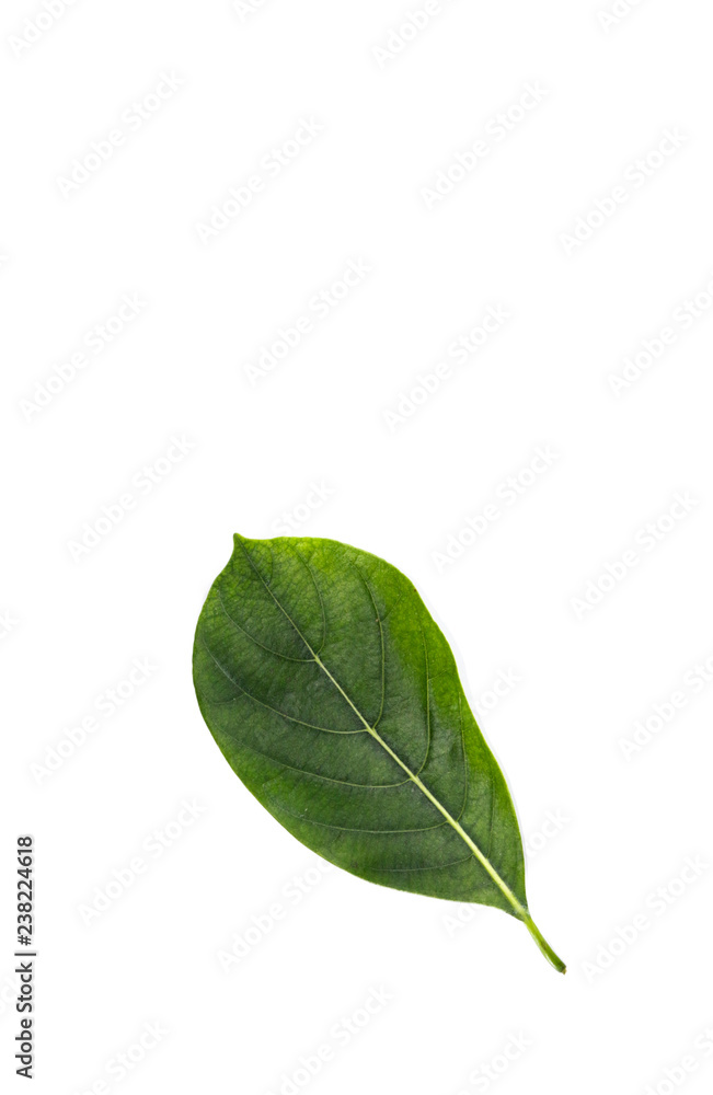 Leaf Jackfruit Close up Leaf Jackfruit Close up