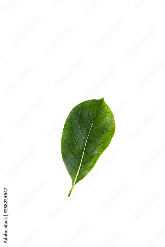 Leaf Jackfruit Close up Leaf Jackfruit Close up