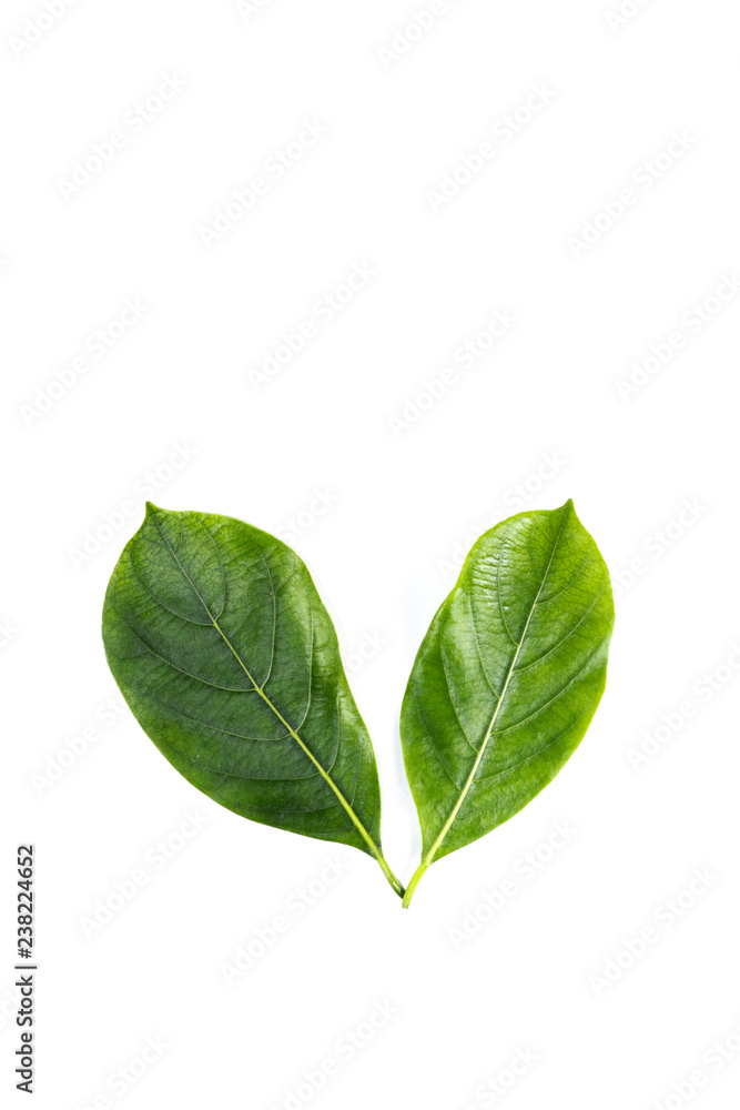 Leaf Jackfruit Close up Leaf Jackfruit Close up