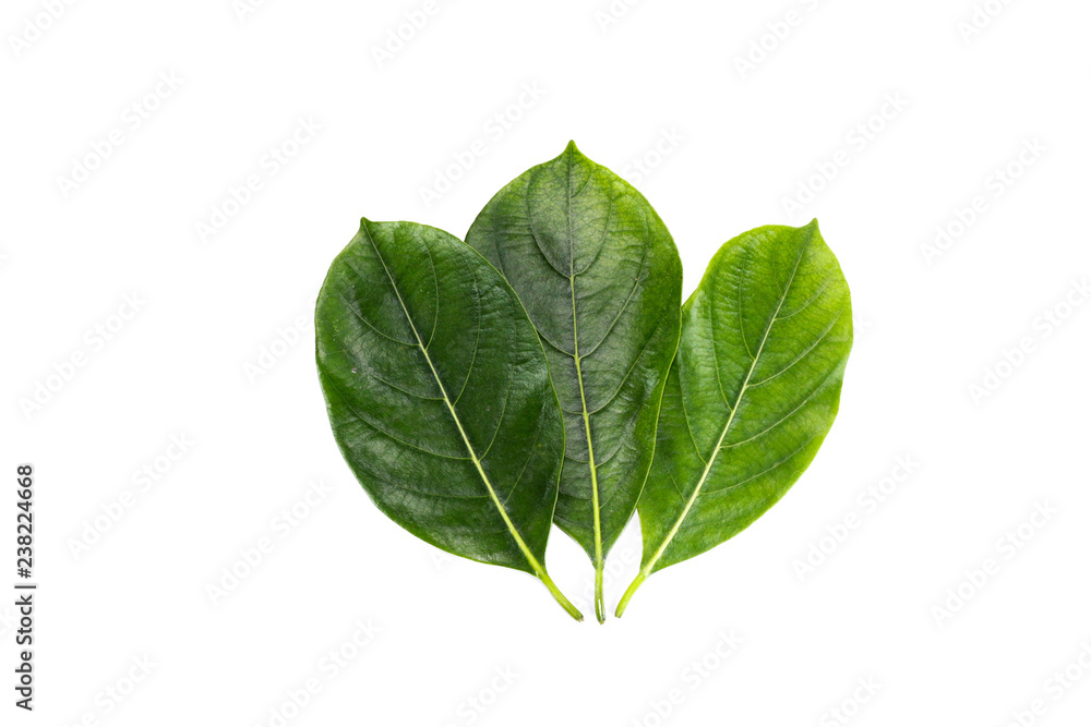 Obraz premium Leaf Jackfruit Close up