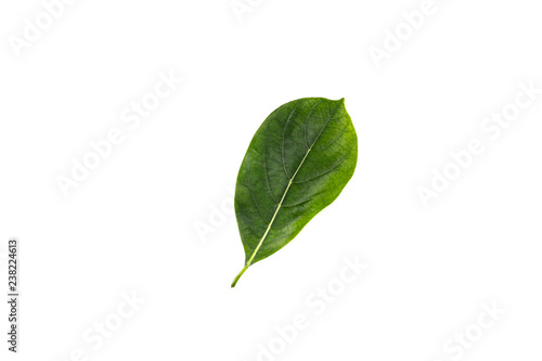 Leaf Jackfruit Close up